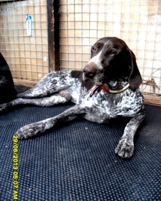 Dog Kennel Mat