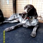 DOG KENNEL MAT 6’x4′ | DOG MATS ONLINE