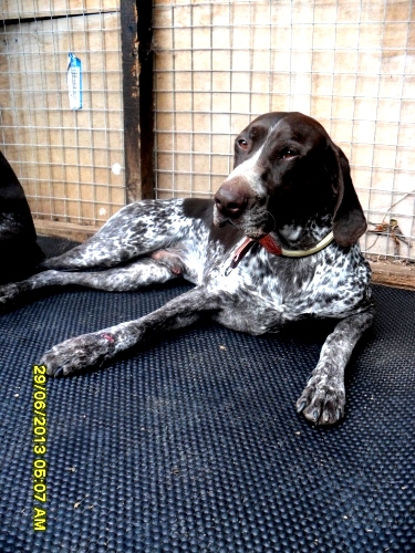 DOG KENNEL MAT 6’x4′ | DOG MATS ONLINE