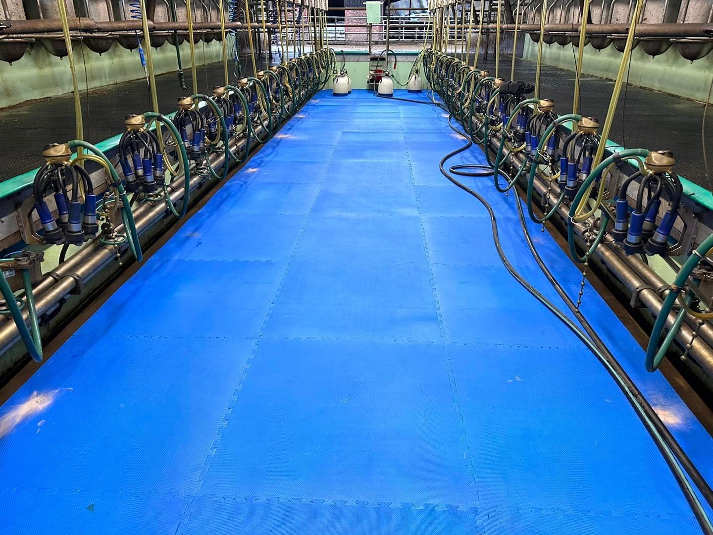 Milk Parlour EVA mat 1mx1mx 20mm, 30mm and 40mm - Red and Blue